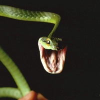 A happy snake