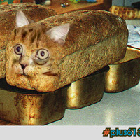 Kitten bread