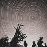 Star Trails - Ancient Bristlecone Forest