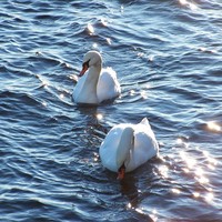 swans on xmarse day