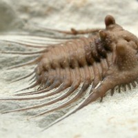 my favorite trilobites/ oklahoman