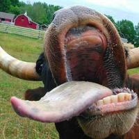 Bull tongue...
