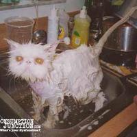 Soaped up pussy cat...