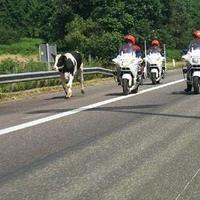 Cow patrol...
