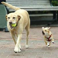 Gimme my ball back dog...