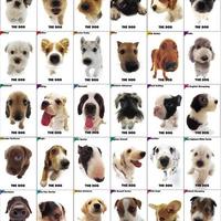 Cute puppy poster...