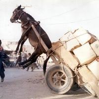 Overloaded donkey...