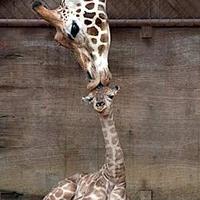 Giraffe cute pic...