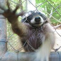 Racoon grab...