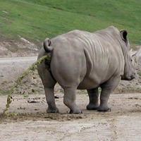 Rhino poo...