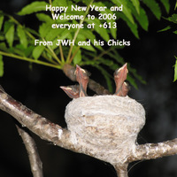 Happy New Year from JWH and his Chicks