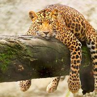 The good ol' Lazy Leopard pic...