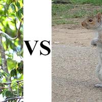 spider monkey vs squirrel