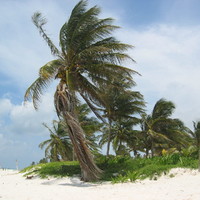 Palms at El Mirador beach, south of Tulum, Mexico 2005