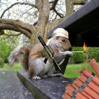 Islamic squirrel
