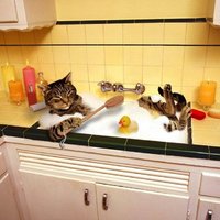 Cat Bath