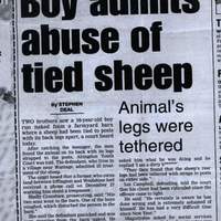 sheep  molester