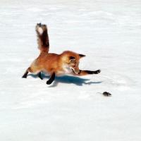 Fox attack..!