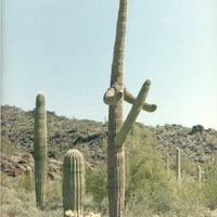 Cactus Erectus
