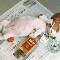 It's a dog's life