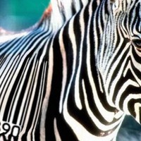 Zebra's price