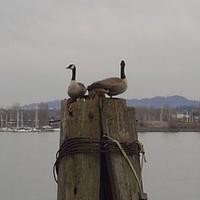 geese posing as seagulls...
