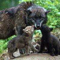 wolf pups