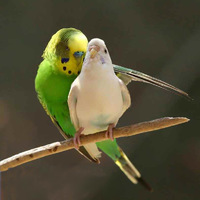 Love birds sorta