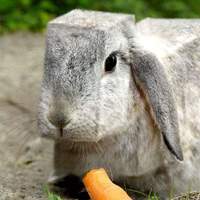 square-rabbit