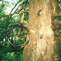Interspecies Bicycle-Tree Love