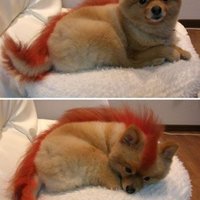 The Real Firefox