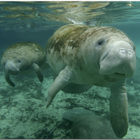 Manatees own your soul