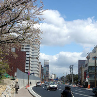 One day in Niigata -Sakura