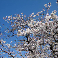 One day in Niigata -Sakura 4