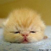 Fuzzy kitten