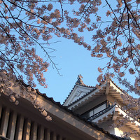 Sakura in Nagaoka, 2006