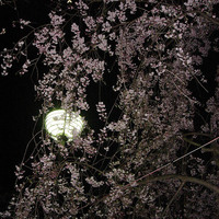 Yozakura (Night-Sakura)
