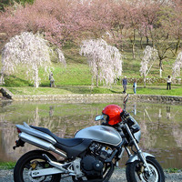 Sakura and My bike (Honda Hornet 250)