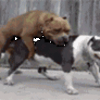 pit bull love
