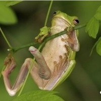 Frog with a boner