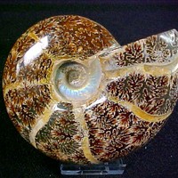 madagascar ammonite