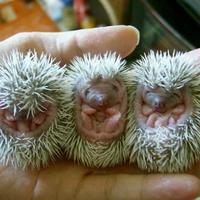 Baby Porcupines