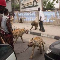 Nigerian Pets