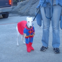 SuperDog