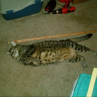19 lb. bubba cat loungin'