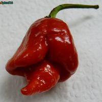 World's hottest pepper 