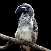 A grey hornbill sits on a branch by Matthieu Rochette