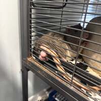 Ratballz