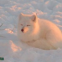 snow fox taking a nap
