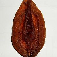 dried peach on ebay